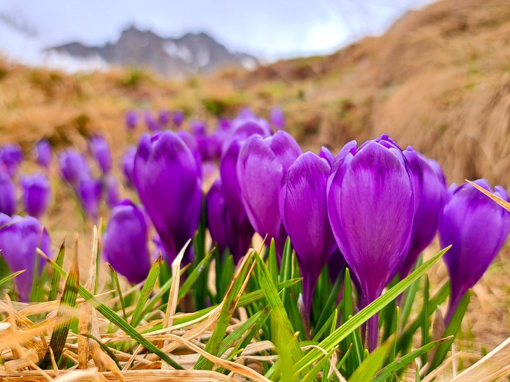 Transfagarasan Road Trip