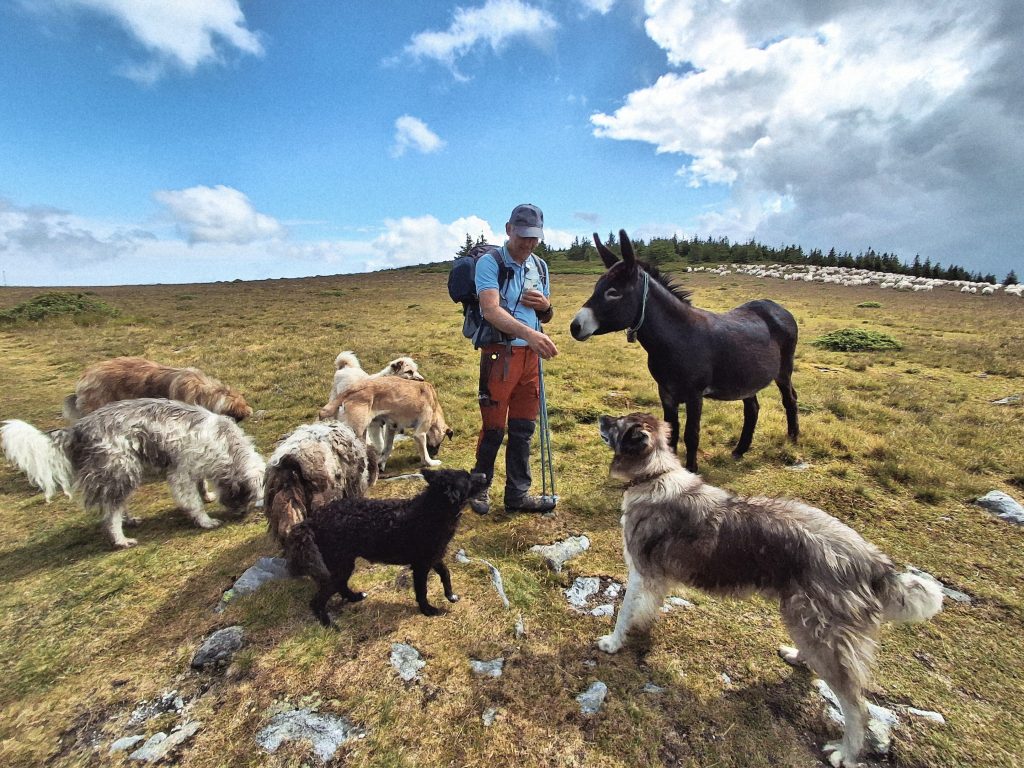 Hiking tour in Paltinis