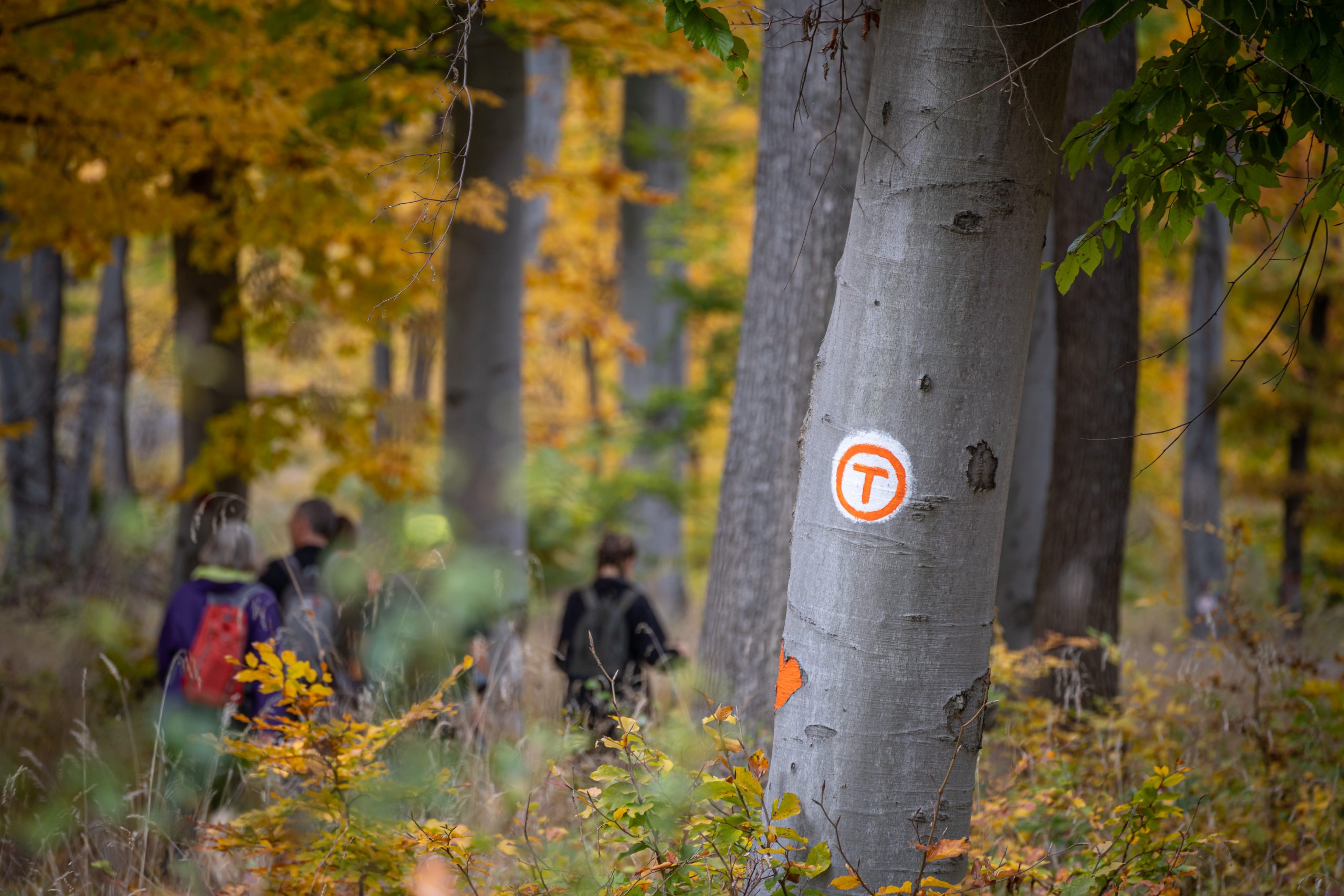 Via Transilvanica Trails