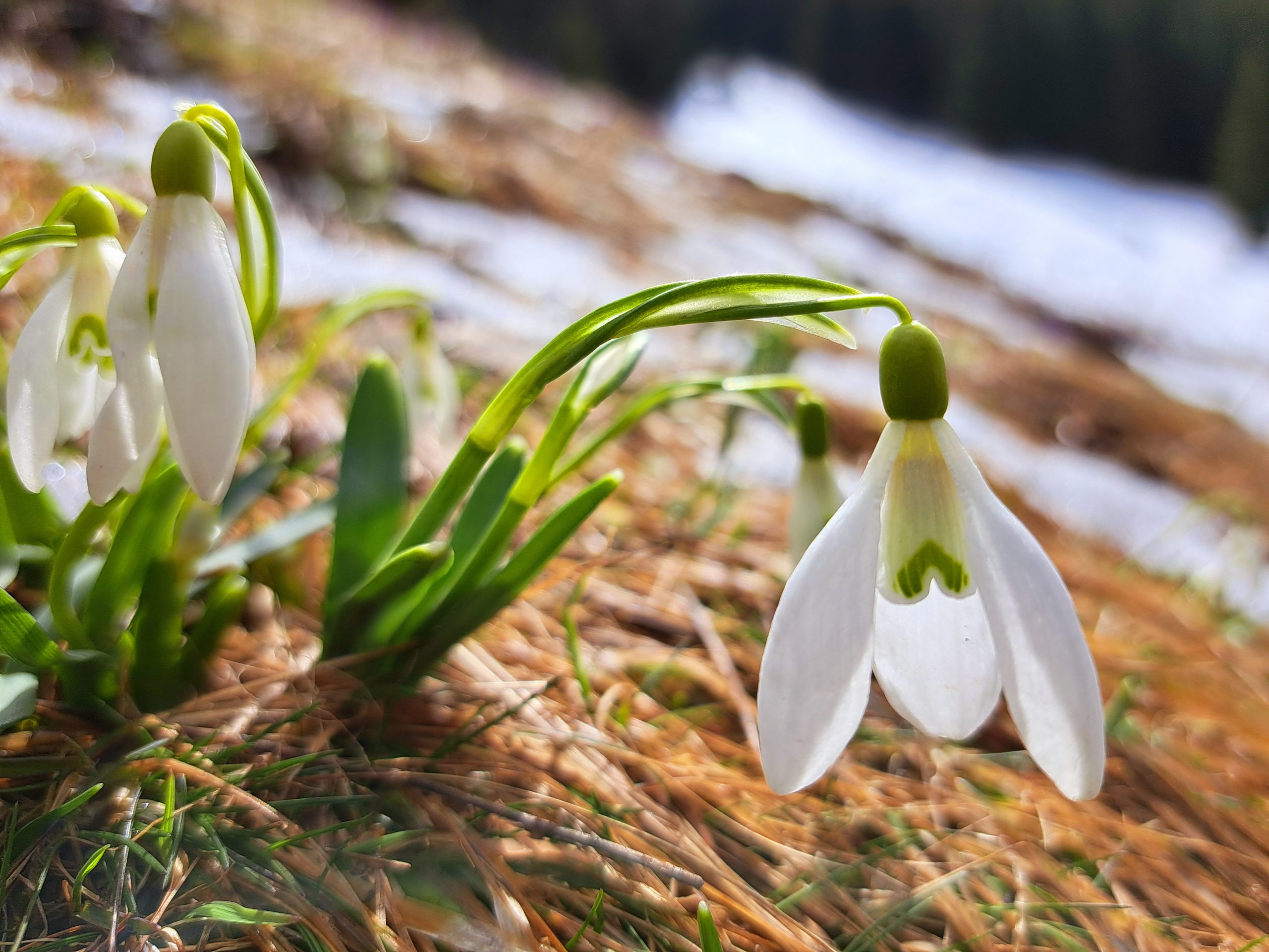 5 reasons to visit Transylvania in spring